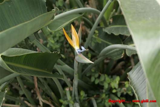 Click for large image